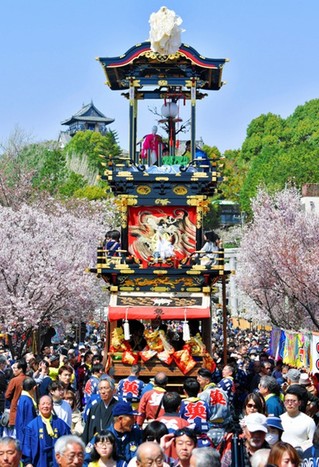 日本爱知犬山祭举行 樱花树下欣赏花车巡游