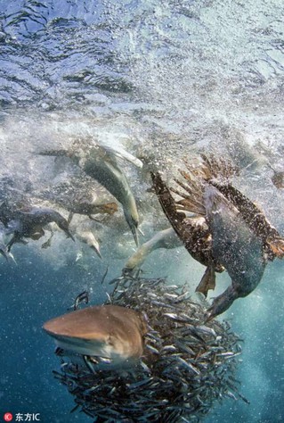 南非沙丁鱼群遭鲨鱼及塘鹅双双夹击【6】