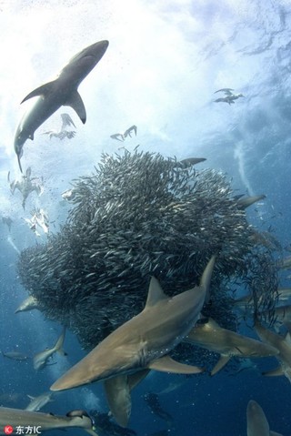 南非沙丁鱼群遭鲨鱼及塘鹅双双夹击【3】