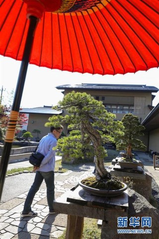 世界园林巡礼——日本大宫盆栽美术馆