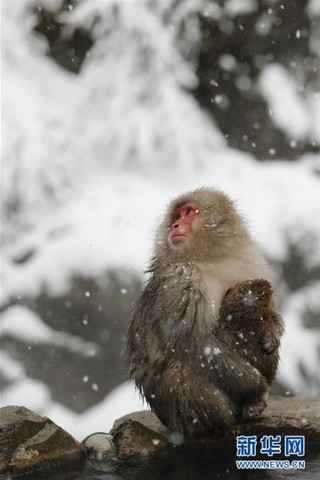 （国际）（6）日本长野：雪猴惬意享温泉