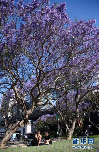 （国际）（4）悉尼：蓝花楹盛放