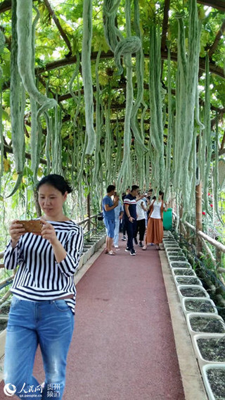 桐梓县官仓镇红旗村瓜廊.