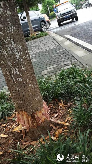 樟树人口让_樟树