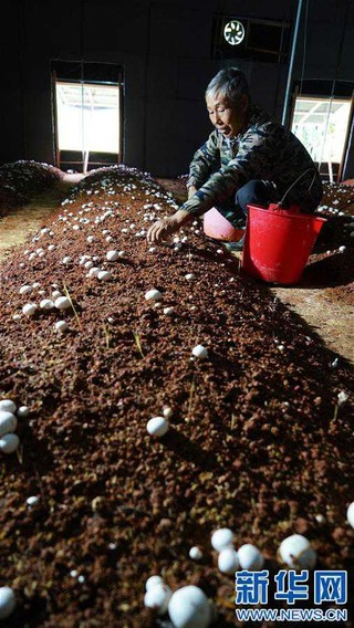 （脱贫攻坚）（3）江西乐平：菌菇产业促脱贫