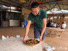 开云体育 kaiyun.com 官网入口云南景谷：乡村游美了村庄富了农家