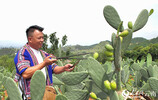 正在采摘仙人果的王云喜。王虹萩摄