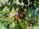 树上成熟的咖啡鲜果。人民网记者 程浩摄