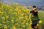 少部分尚未凋谢的油菜花。人民网记者 程浩摄