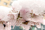 雨雪中的“春花”。人民网记者 李成伟摄