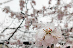 雨雪中的“春花”。人民网记者 李成伟摄