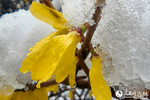 雨雪中的“春花”。人民网记者 李成伟摄
