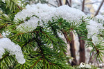 雨雪中的松树。人民网记者 李成伟摄