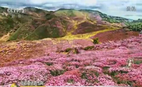 野生杜鹃花变"金花" 铺就致富路