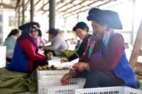 彝族老乡们正在挑拣猕猴桃并装箱。邮储银行四川省分行供图