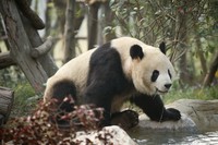 搬进新家的大熊猫。成都大熊猫繁育研究基地供图