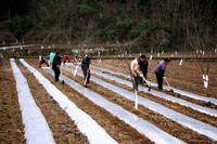 村民正在种植马铃薯。通江县委宣传部供图
