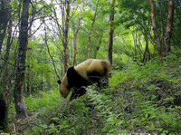 红外相机拍摄到的野生大熊猫。平武县融媒体中心供图