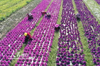 2022年3月4日，農民在四川省彭州市濛陽街道清江社區的田地中勞作。