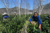 3月9日，茶農在諸暨市趙家鎮東溪村的茶園里采摘“烏牛早”。