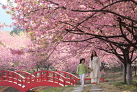 3月12日，市民在常寧市羅橋鎮櫻花園里賞花。