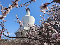 3月14日，盛开的山桃花掩映着北京北海公园白塔。