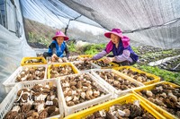 3月15日，貴州省畢節市七星關區小吉場鎮德勝村村民正在分揀羊肚菌。