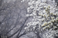 雪中盛開的玉蘭花。（視覺中國）