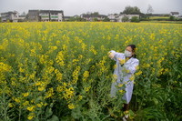 3月21日，重庆市农科院研究员黄桃翠在“庆油3号”制种基地观察油菜品种生长情况。