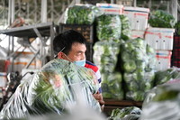 3月30日，在福建省晉江市禾恒蔬菜批發市場，商販在搬運蔬菜。