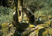大熊猫高难度倒立做标记。平武县老河沟自然保护中心供图