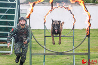軍犬在訓導員的引導下進行穿越火障訓練。