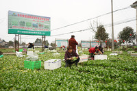 村民采收蔬菜。绵竹市融媒体中心供图