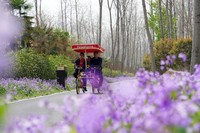 市民正在合肥滨湖国家森林公园内赏花游玩。