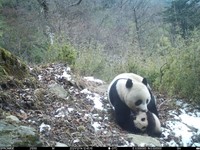 2021年12月14日，红外相机拍摄到大熊猫母子活动。大熊猫国家公园唐家河片区供图