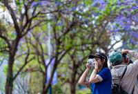 5月8日，游客在昆明教场中路拍摄蓝花♀楹。