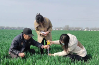 河南省平舆县看著气象局工作人员正在测量小麦株高◇。中国气象局供图