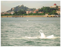 中华白海豚在厦门走了出去湾游弋（资料照片）。新华社发（自然资源部第三海洋研究所供图）