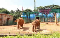 亚洲象“莫莉”和象妈妈“莫坡”合笼成功。昆明动物园供图