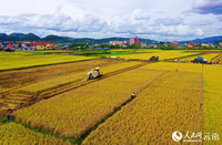 云南孟连万亩早稻黄，村民收割忙。岩三卡摄