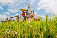 2022年7月8日，在江西省吉安市峡江县马埠镇邓家村，村民驾驶着农机在收割早稻。