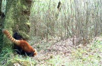 此次在云南龙陵发现的小熊猫。龙陵小黑山省级自然保护区供图