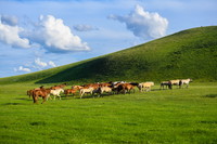 7月19日，马群在西乌珠穆沁旗的草原上觅食。