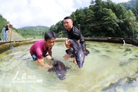 7月30日，在贵州省黔东南苗族侗族自治州榕江县平阳乡丹江村鲟鱼养殖基地，村民在捕捞成品鲟鱼。