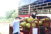 正在装车外运的菠萝蜜。文昌市乡村振兴局供图