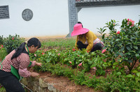 涌宝镇涌宝村后山组群众正在房前屋后种植鲜花。云县融媒体中心供图