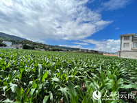 田里的青贮玉米长势正好。人民网记者 程浩摄