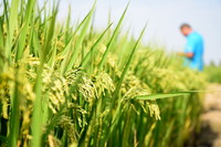 9月26日，农民在安徽省合肥市长丰县岗集镇牛寨村淮西现代农业示范园节水抗旱稻试验基地参观节水抗旱稻。
