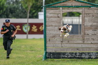 9月20日，搜爆犬“乌龙”在训导员辛晨带领下进行越障训练。