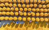 深秋时节，河北省遵化市农民收获的玉米陆续运入场院，农民们忙着晾晒、装囤。（刘满仓 摄）